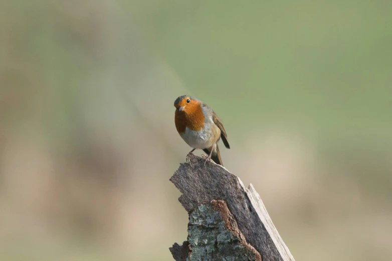 an orange and grey bird is standing on top of a nch