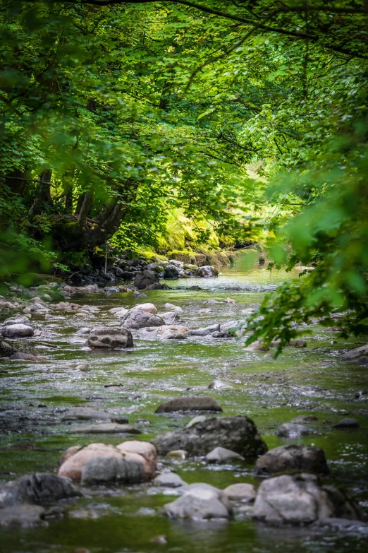 an image of a river with rocks and trees