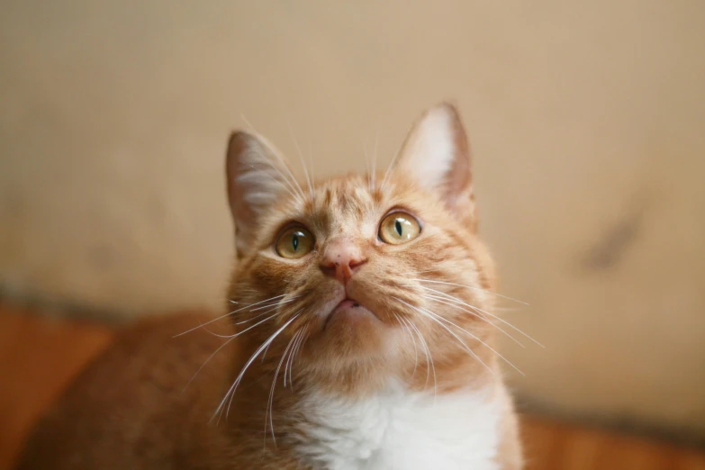 a small orange and white cat looks up