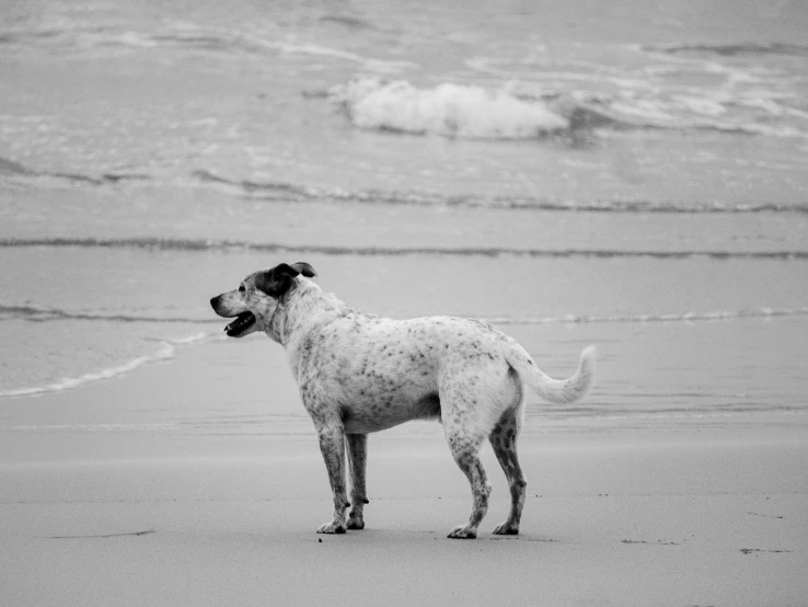 a dog on the beach with it's tongue out