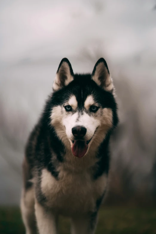 a husky is standing in front of a large object