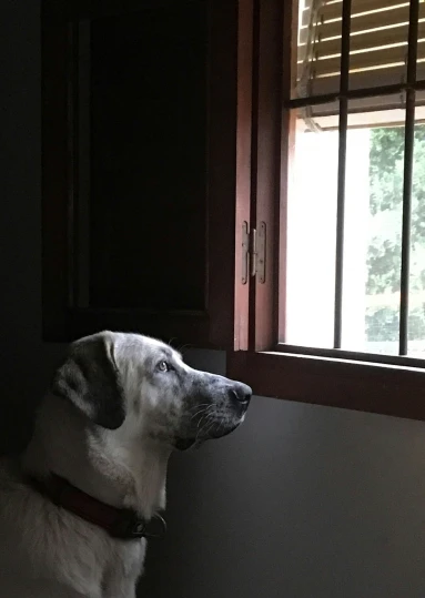 a black and white dog staring out of a window