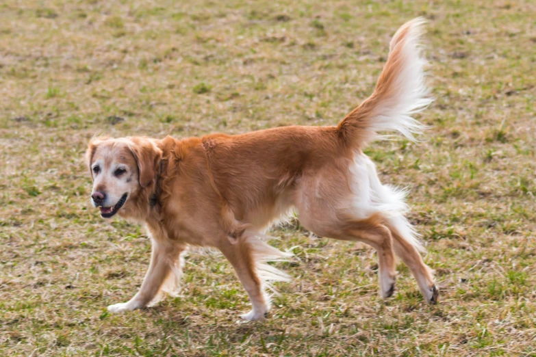 a dog walks through the grass in an outdoor setting