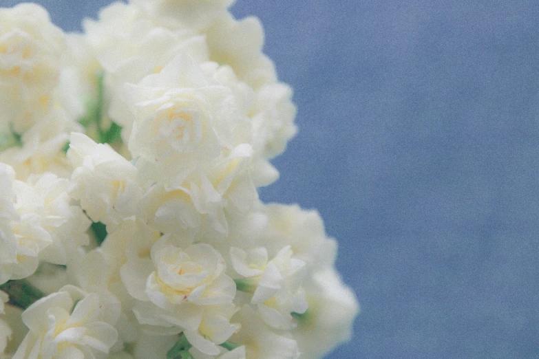 white flowers in front of a blue sky