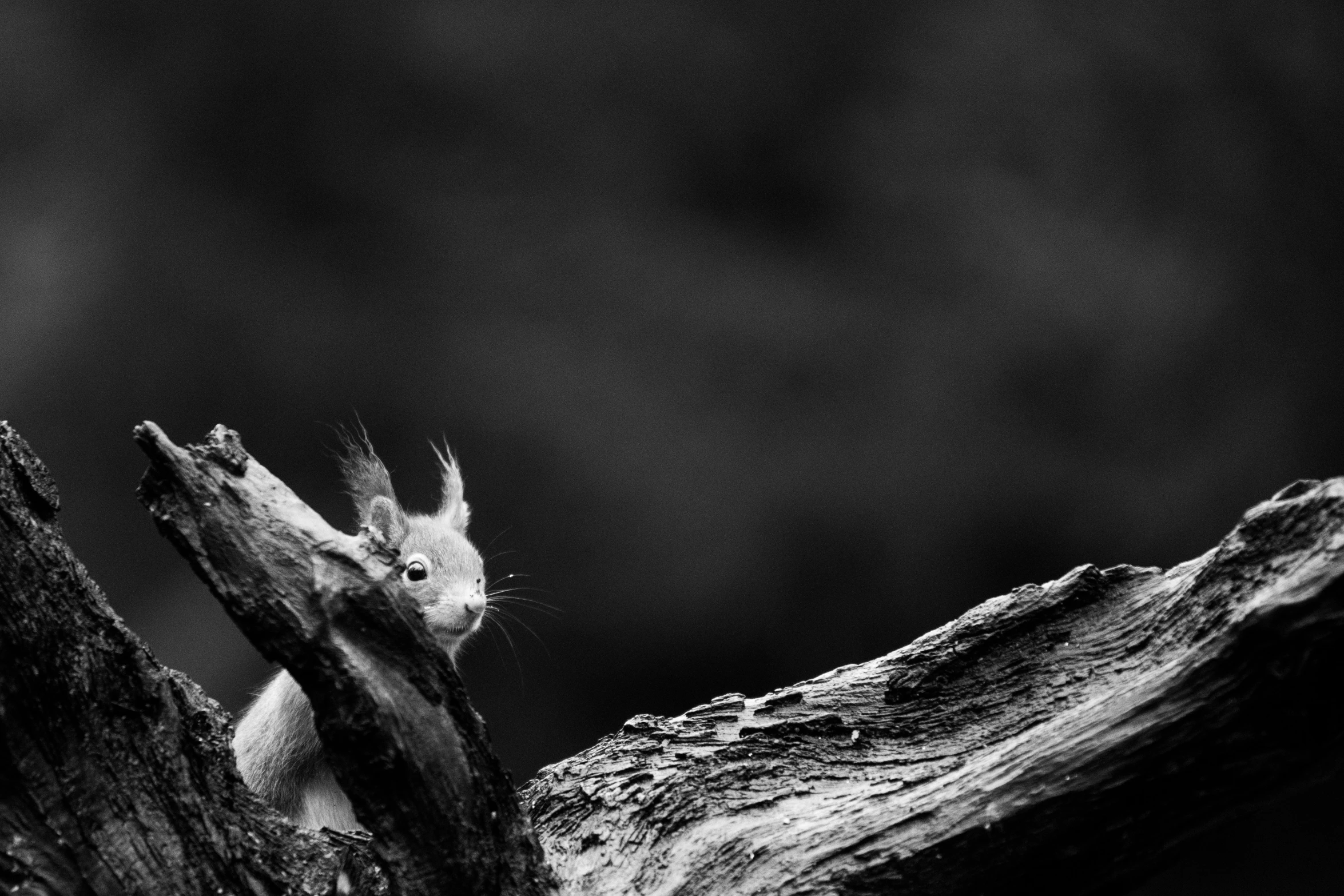 an animal in the wild sitting on top of a tree