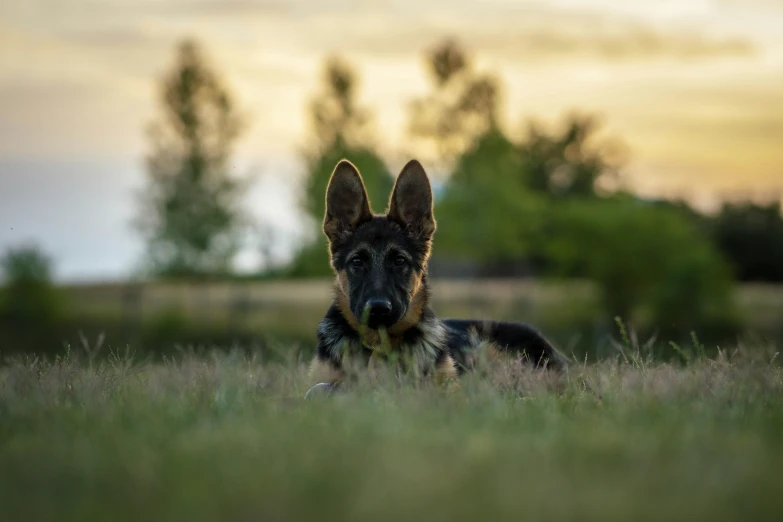 a dog laying in a field looking towards the camera