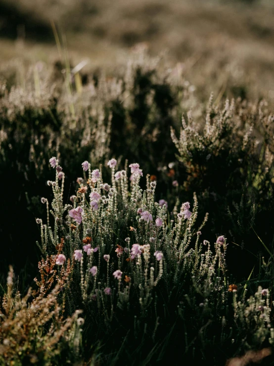 pink flowers on the grass at sunset in an open area