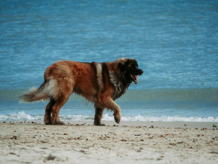 a gy dog is standing on the beach