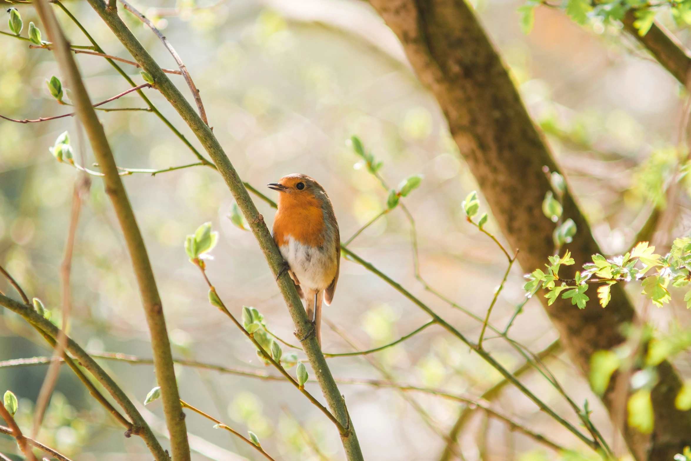 a small bird sitting on a nch of a tree