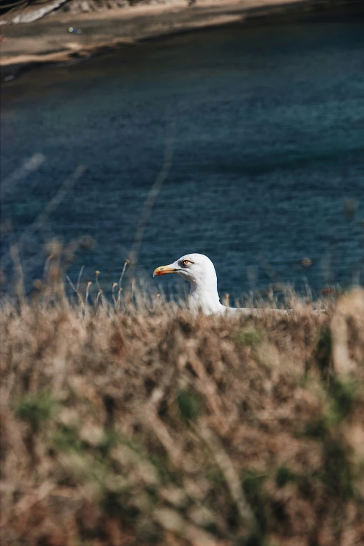 a seagull is sitting in grass next to the water