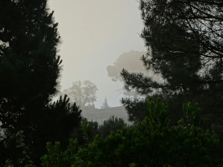 foggy trees and hills on a overcast day