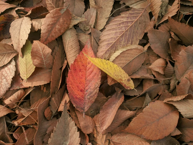 an orange leaf lays amongst brown and green leaves