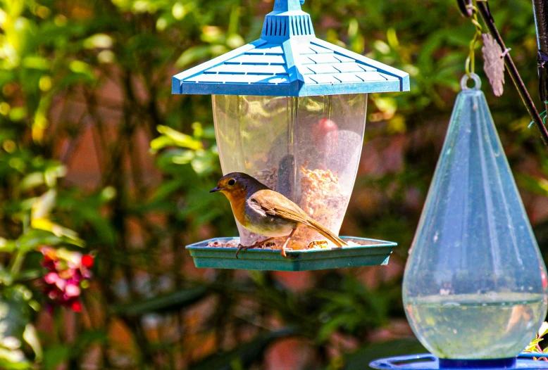 two birds perched on top of a bird feeder