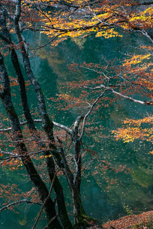 a bench that is next to a tree and some water