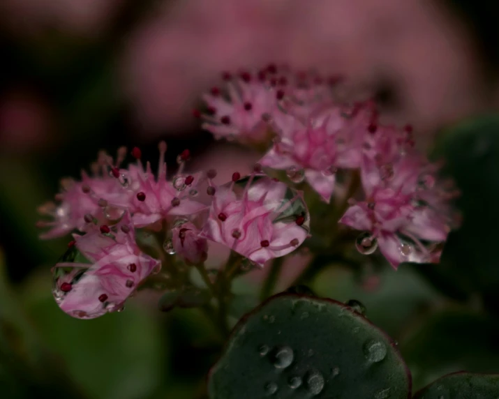 pink flowers growing on the stem of a plant