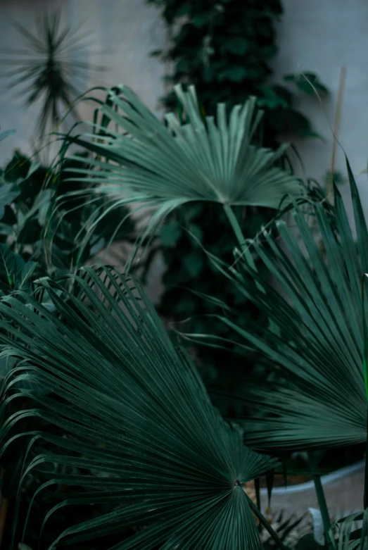 palm trees and foliage growing in a home greenhouse