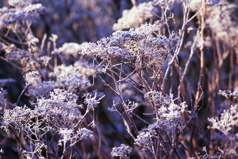 the image shows ice crystals on flowers
