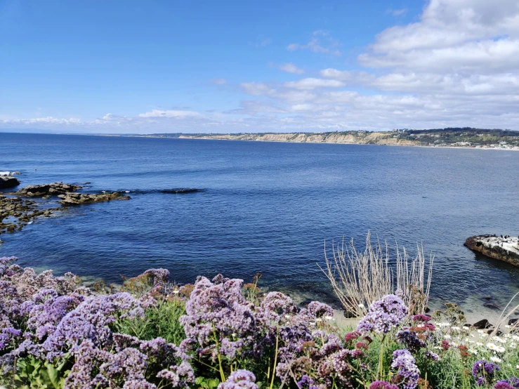 a sea that is surrounded by purple flowers