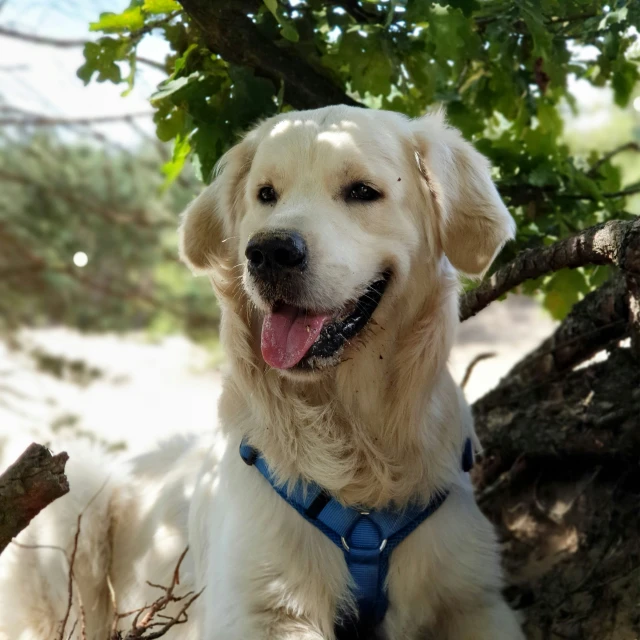 a big cute dog sitting by a tree