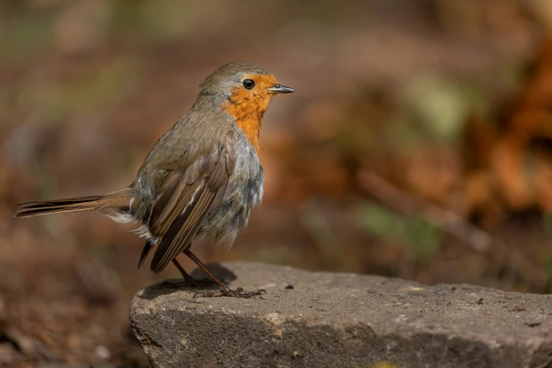 a little bird that is standing on some rocks