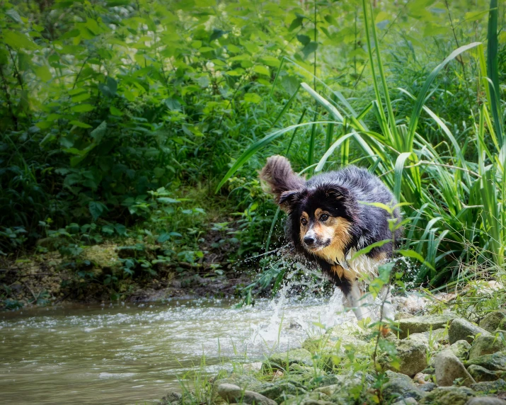 a dog walking in water in a wooded area