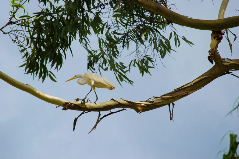 a bird is standing on a nch