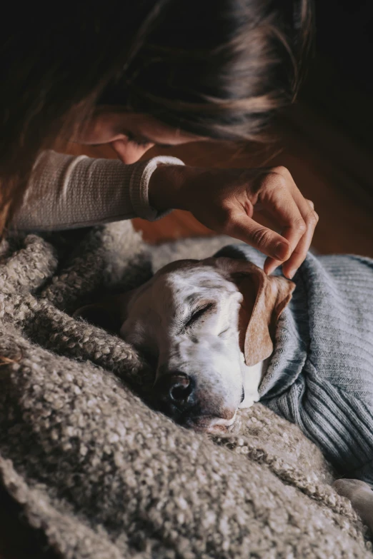 a dog resting in the bed while someone pets it