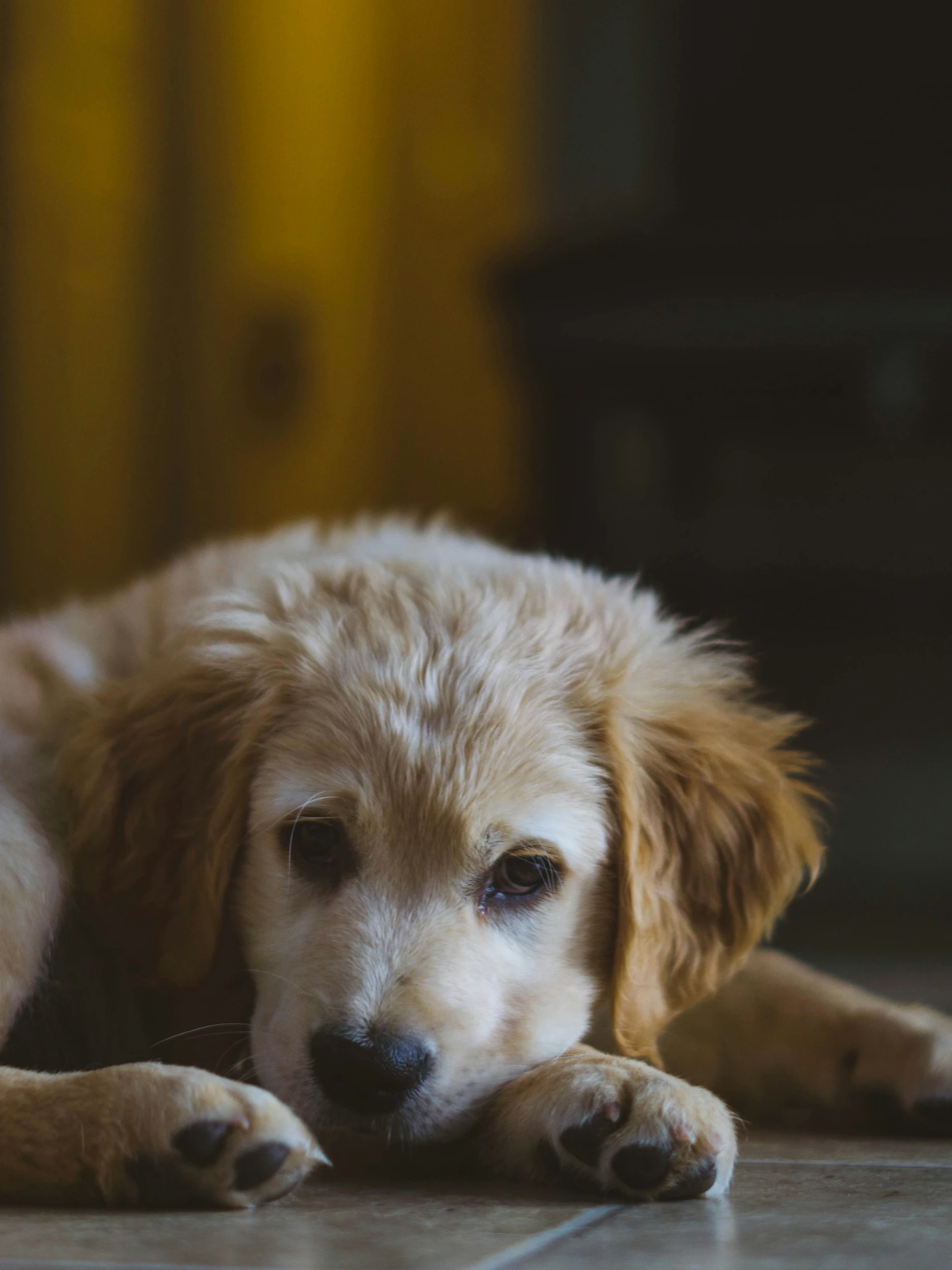 a brown and white dog laying down on the floor