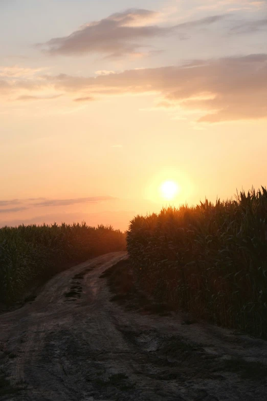 a dirt road that is bordered by tall grass and bushes