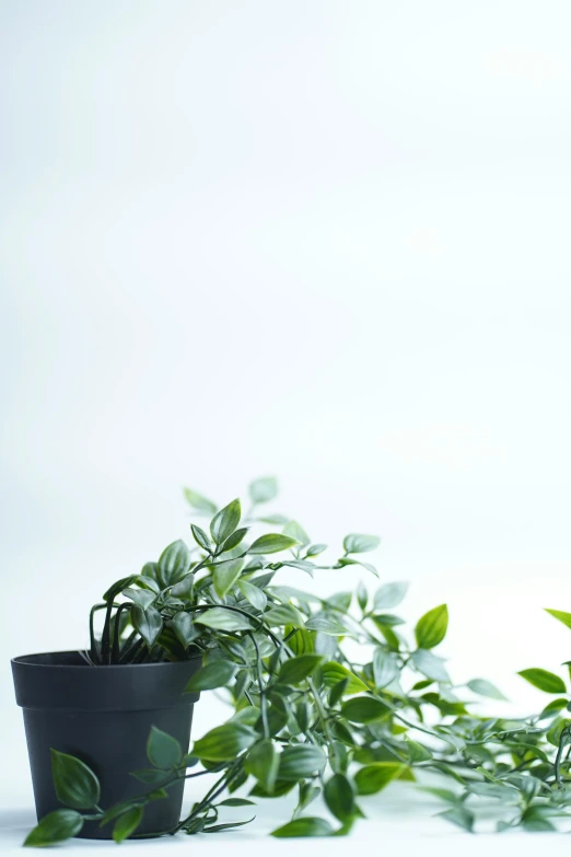 a potted plant with leaves sits next to a smaller one