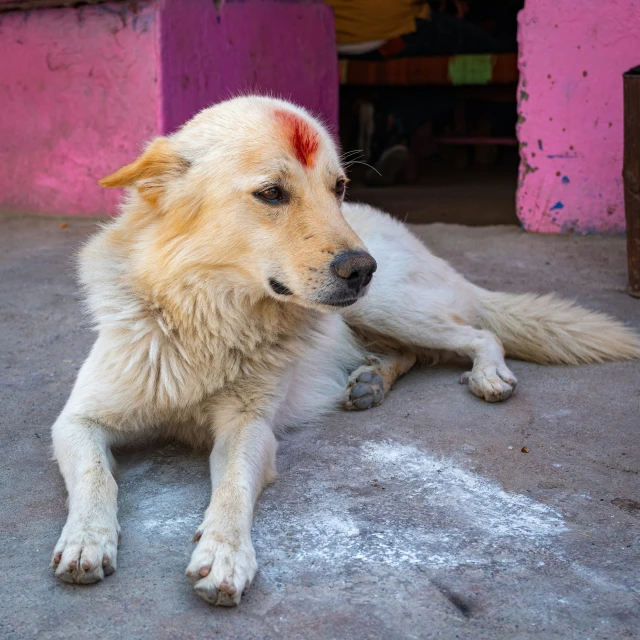 a gy dog on the ground with pink walls