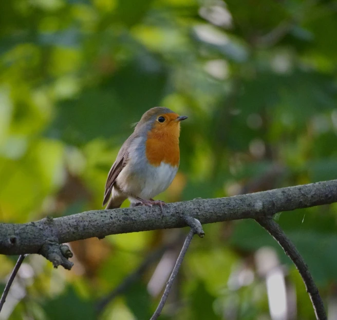 a small orange and white bird sitting on a nch