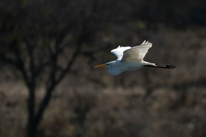 a white bird is flying near some brown trees