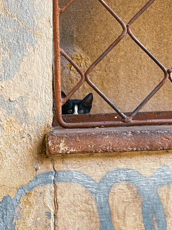 a cat peering out a window, with a black and white kitten peeking out the window