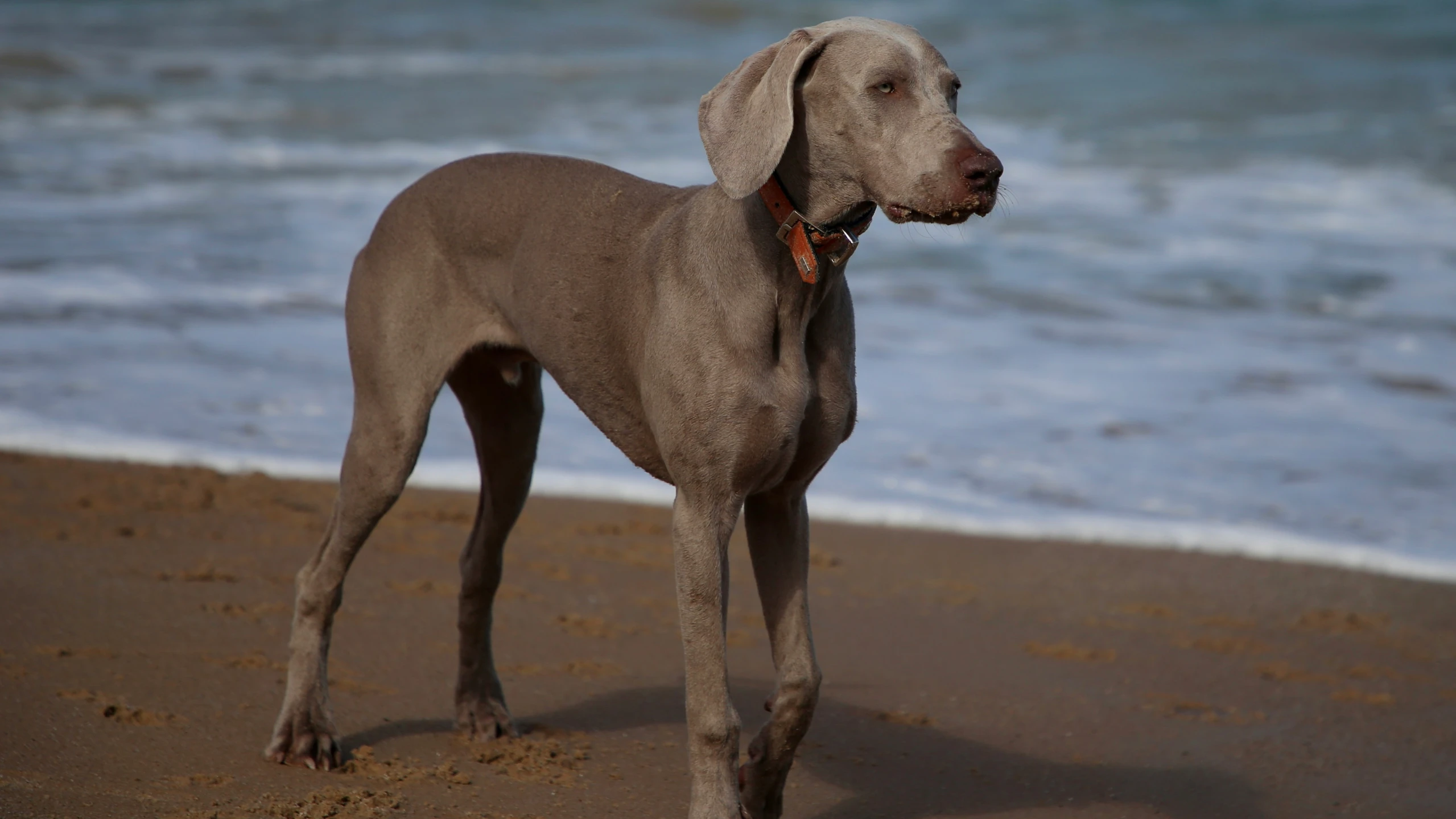 a dog standing on top of a beach next to the ocean