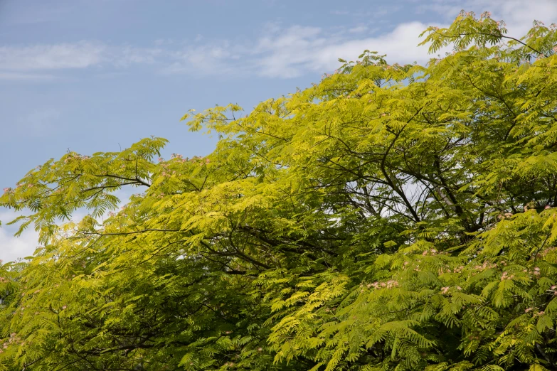 a clock on the top of a tree with green leaves