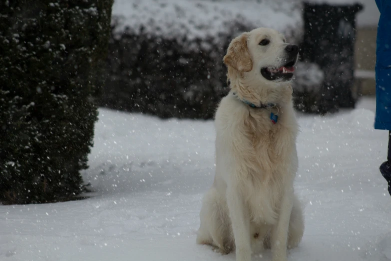 a golden retriever sits in the snow