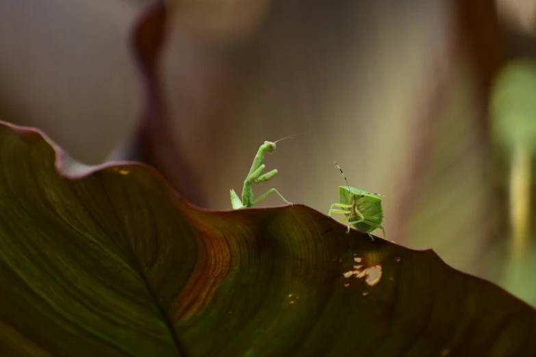 two green bugs sitting on top of a green leaf