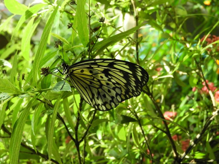 a big erfly sits on top of a green leaf