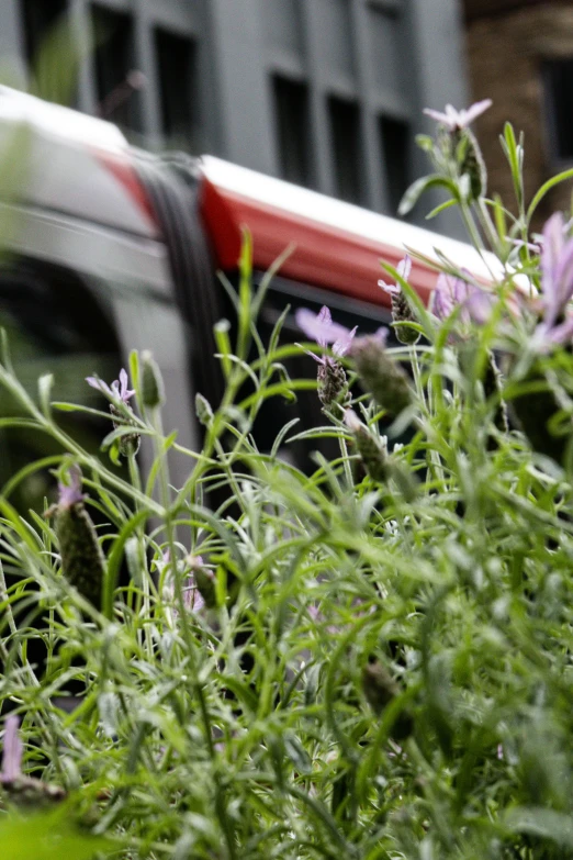 a bus is parked on the street next to a plant