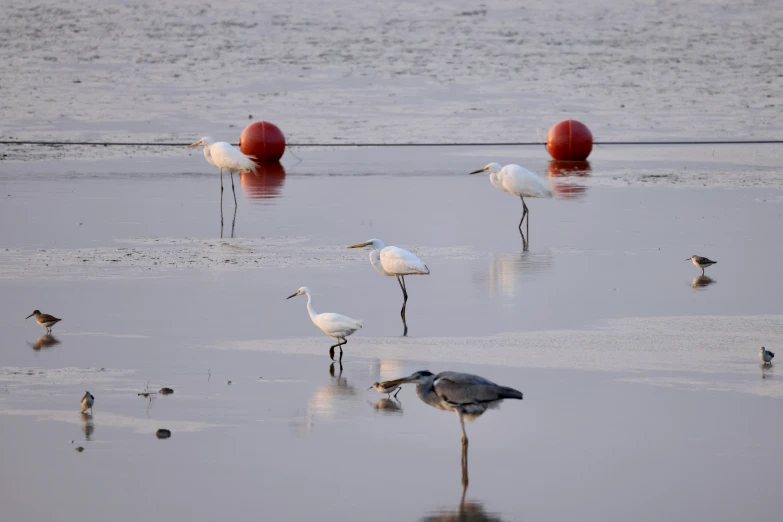 several birds standing on water in a dle