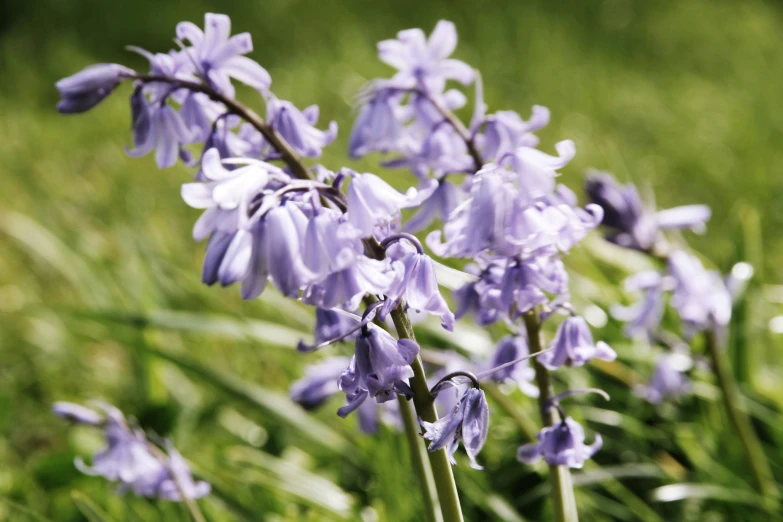 several purple orchids that are growing on grass