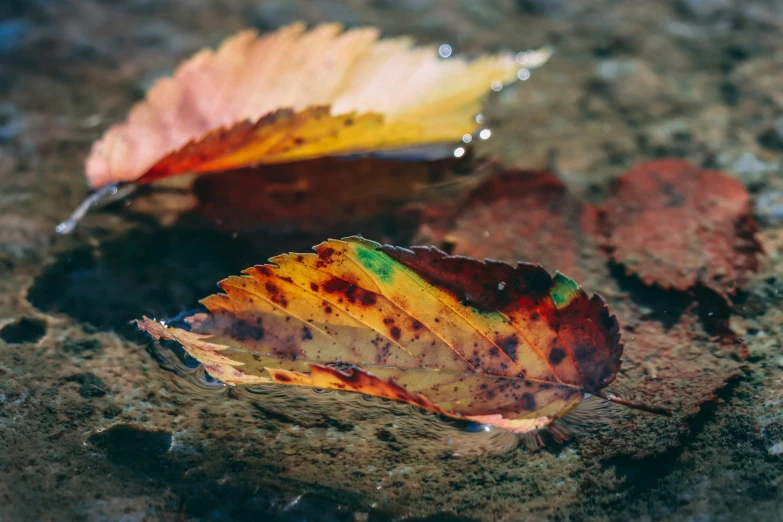 three different colored leaves are on the ground