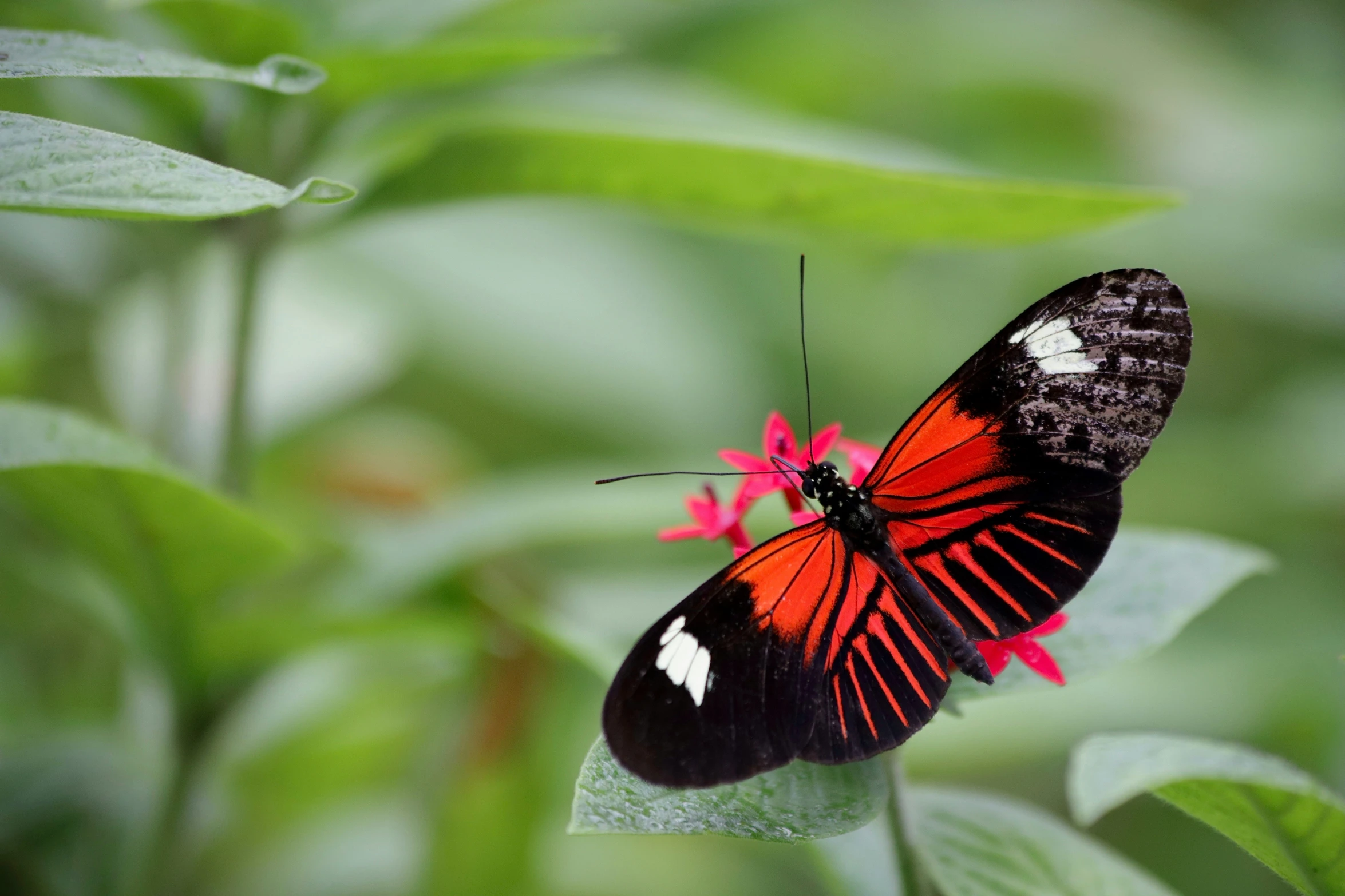 a red and black erfly sitting on top of a green plant