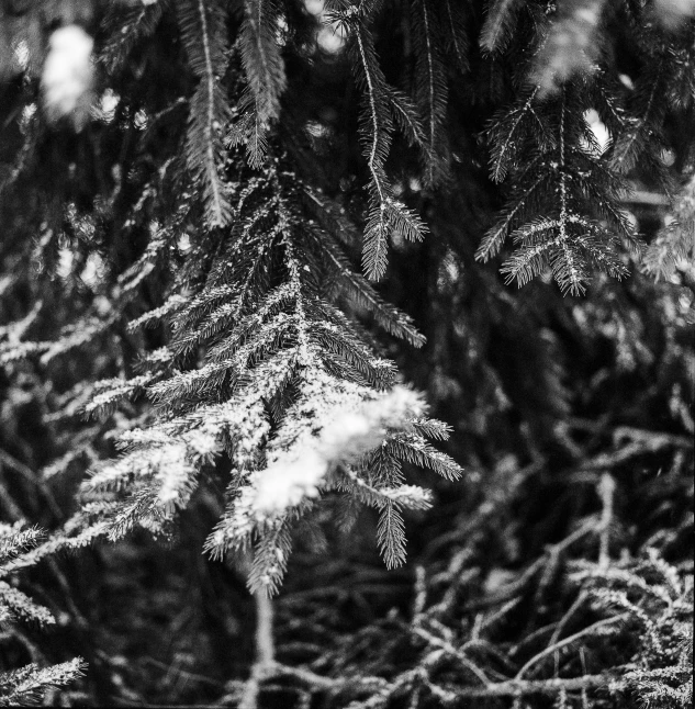 the tops of some pine trees