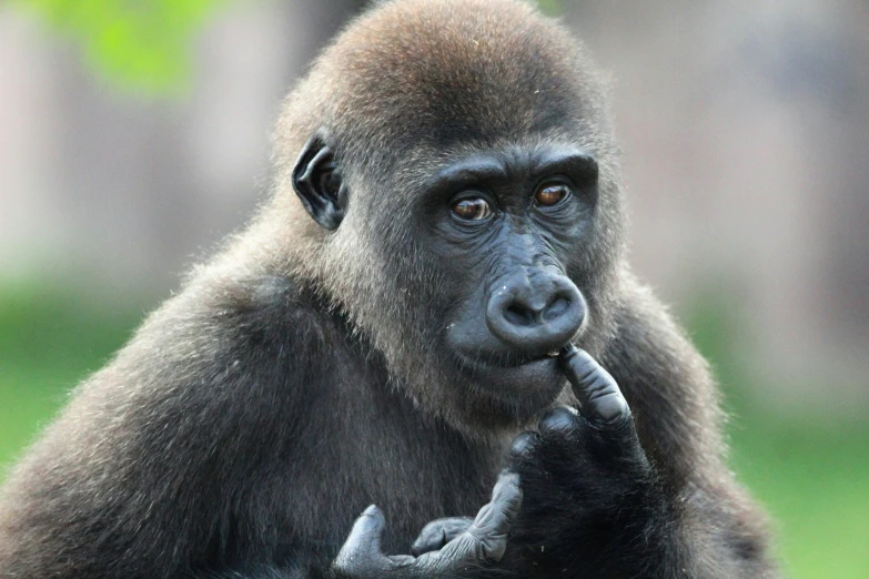 a brown colored gorilla standing on a lush green field