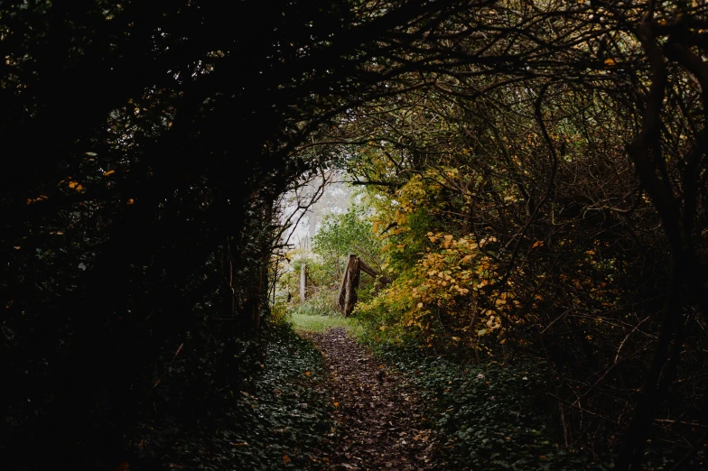 the woods are filled with small trees and leaves