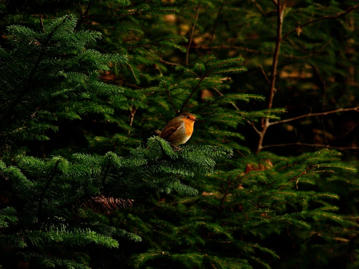 a small bird sits on a pine tree
