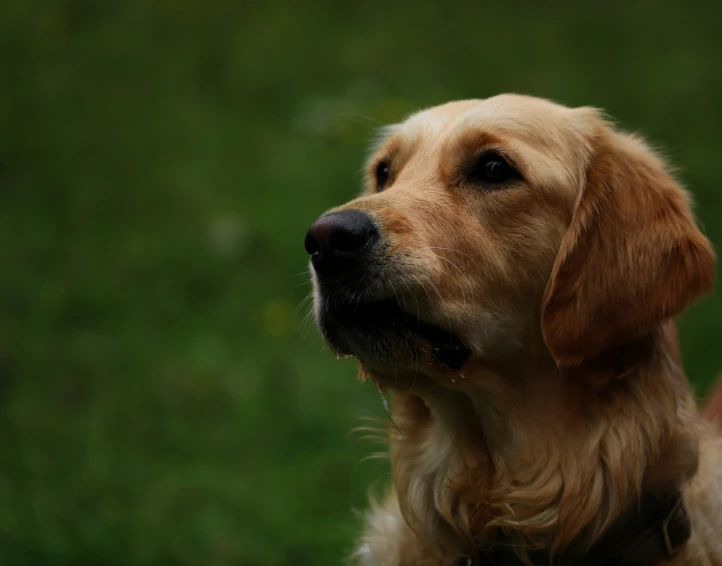 a large golden dog with it's head turned to look sideways