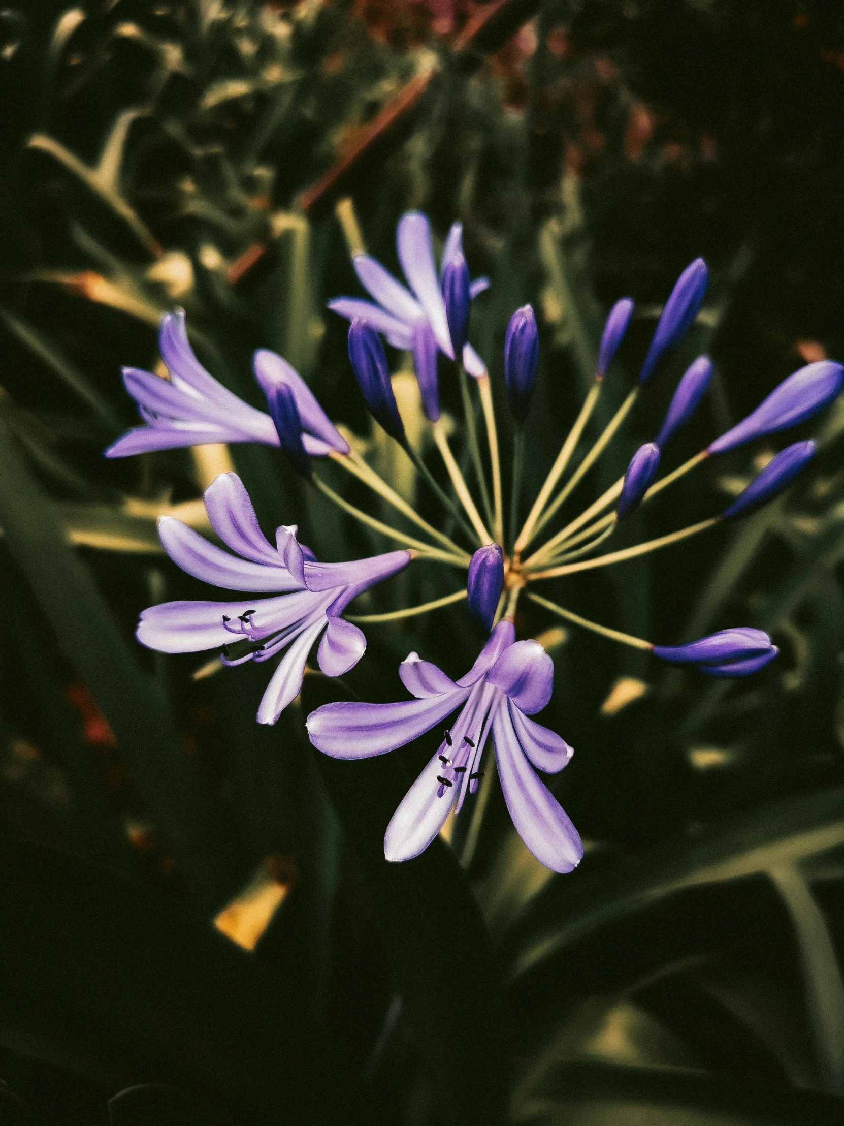 a very pretty purple flower in a blurry po